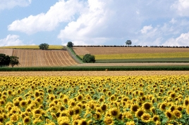 Tournesol dans le Boulonnais_041_Phovoir